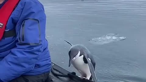 A Penguin jumping into my boat in Antarctica