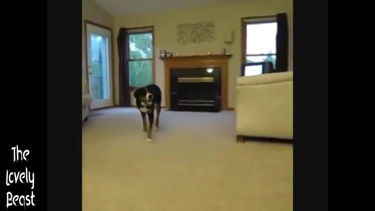 Dog Shows Who is Boss 🤣😂