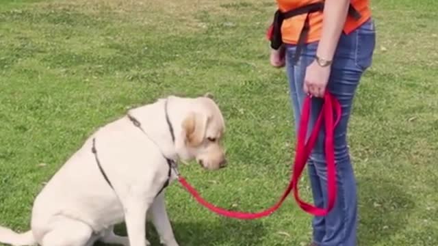 TRAIN YOUR DOG HOW TO SIT.