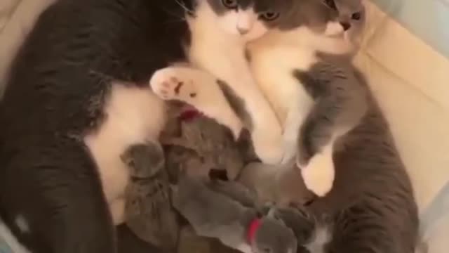 Big and friendly family