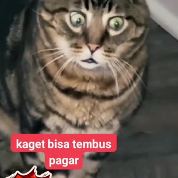 The striped cat was surprised to see that the doggy could pass through the fence