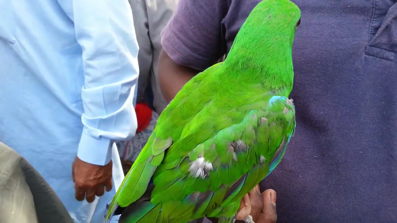 Lalukhet Bird Market in Karachi - Cheap Price