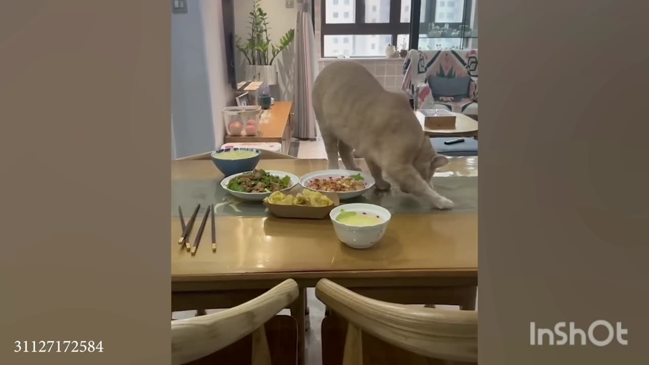 Mess cat