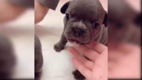 Cute dog