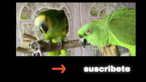 loro llorando