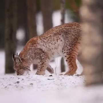 wild cat digging something.mp4