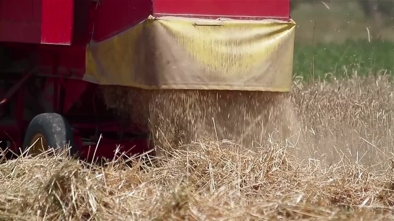 The machine harvests ripe wheat with a sense of accomplishment