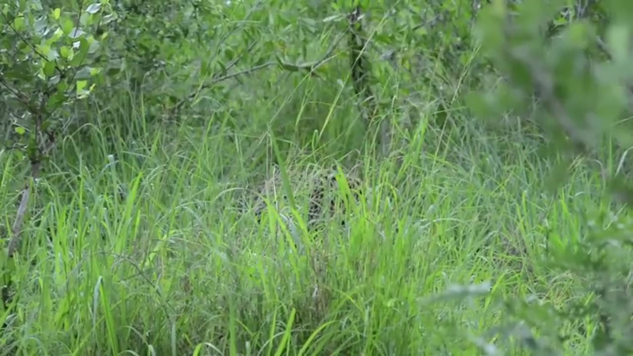 Incredible footage of leopard behaviour during impala kill - Sabi Sand Game Reserve, South Africa