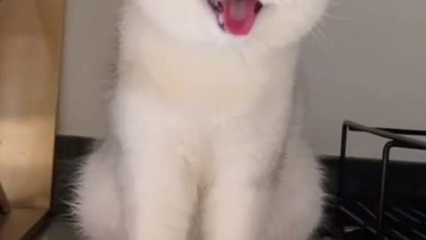 Funny Cat