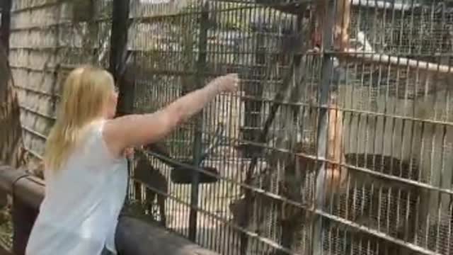 Fun monkeys eating