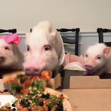 Pizza party 😍👍