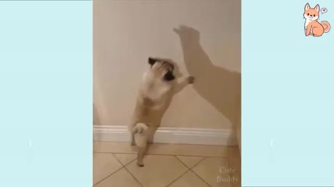 Funny dog videos