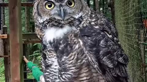 owls#birds#nature