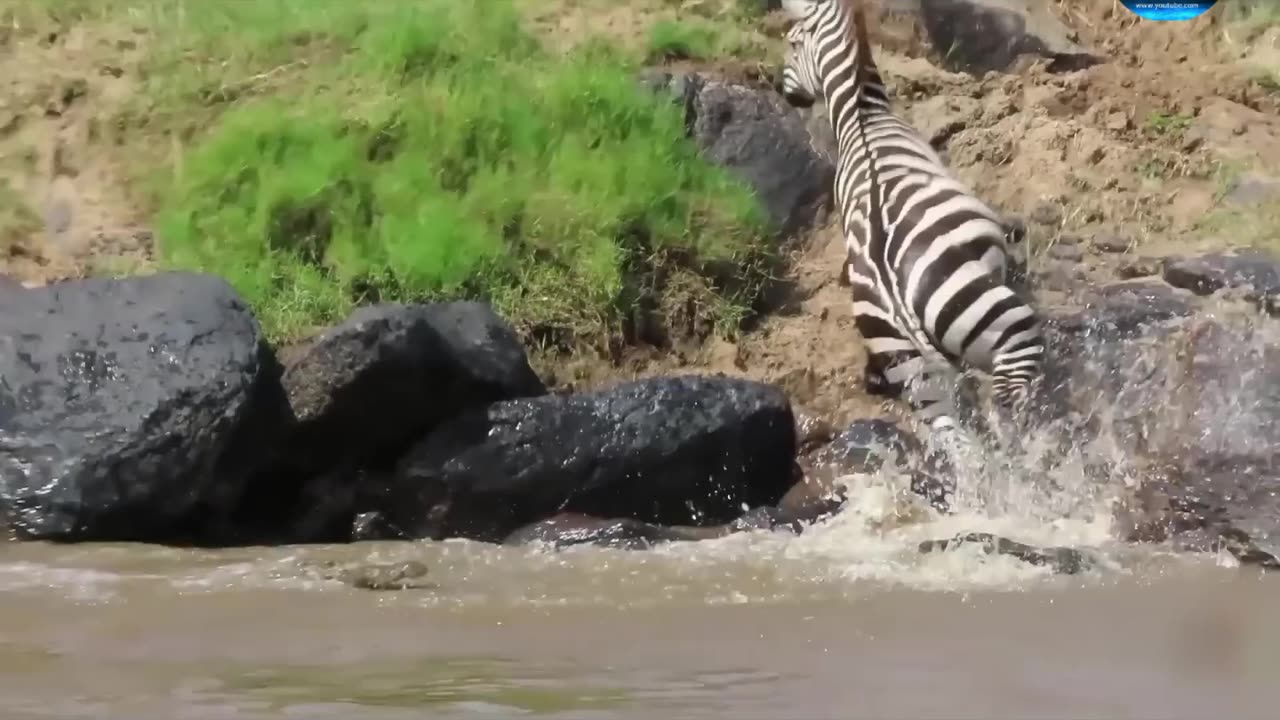 The pitcher scared the crocodile funny&amazing video full watch