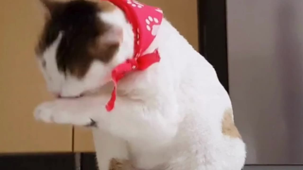 Funny Cat