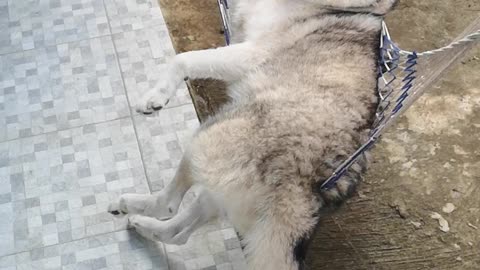 Hansky the Husky Enjoying the New Hammock