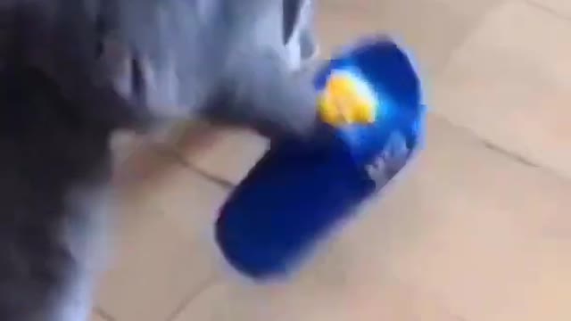 funny cat wearing slippers