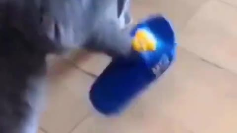 funny cat wearing slippers