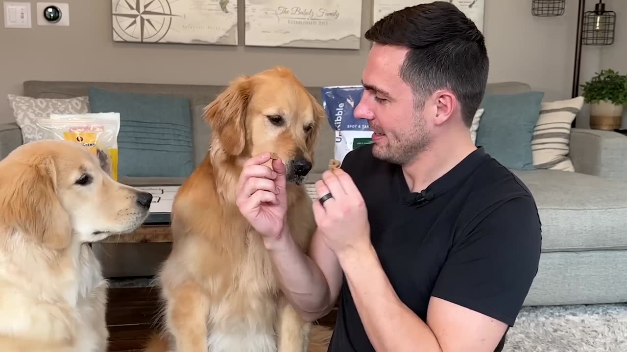 Finding the best dog treat!