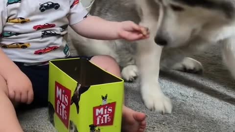 Dog and baby friendship