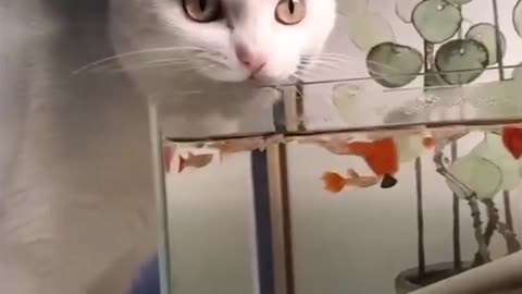 Cats are funny and silly