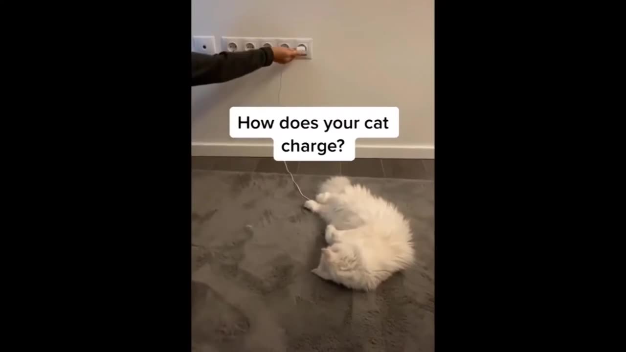 Funny Animals 16