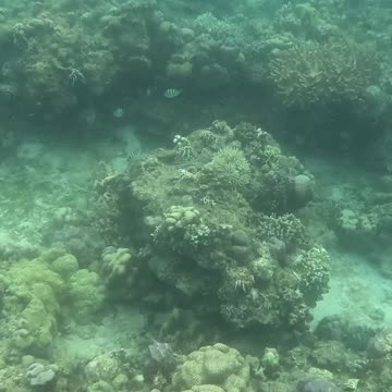 Making a Splash in Paradise: Snorkeling a Healing Reef 🌊🐟