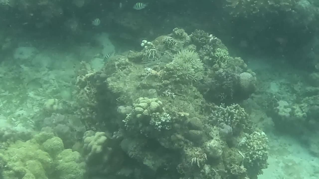 Making a Splash in Paradise: Snorkeling a Healing Reef 🌊🐟