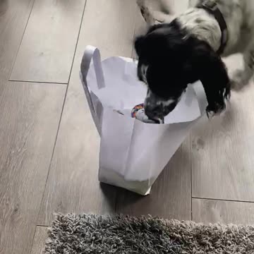Dog wins a beauty contest and gets very excited when she receives her prize.