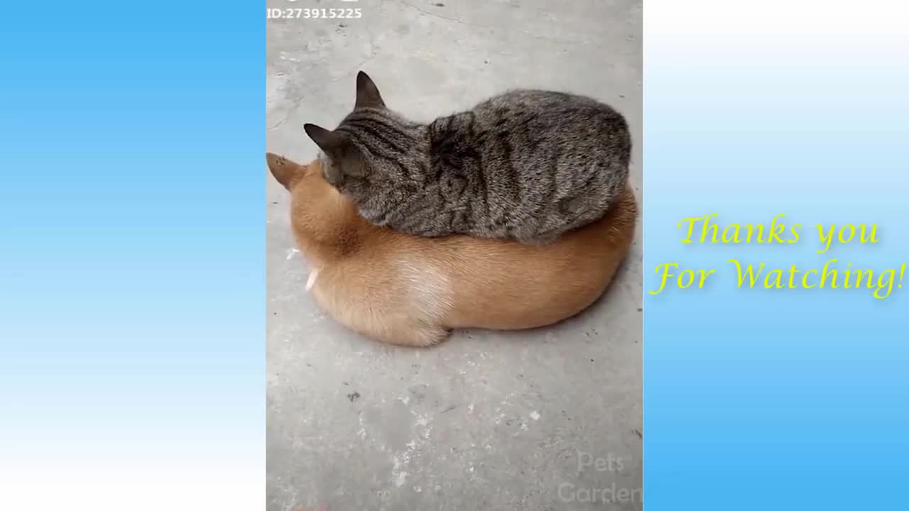 Cute & Funny Pet Compilation (#10)