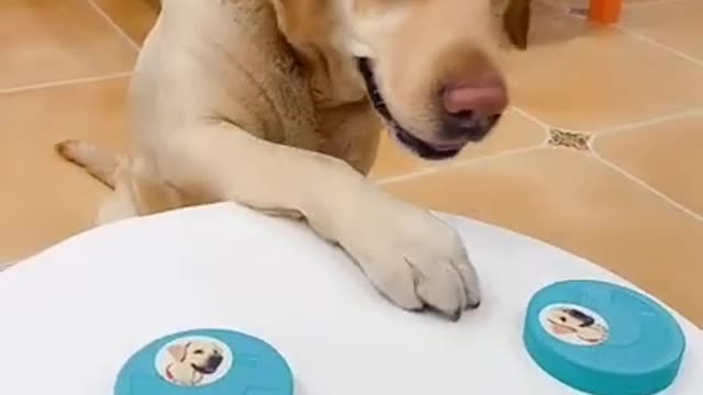 Making dog Fool 😂