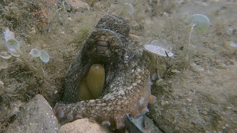 Octopus Sleeping Soundly On Sea Floor