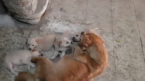 Mom and baby dogs