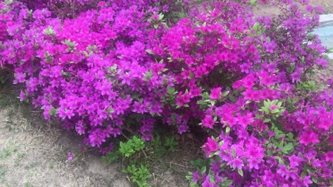 pink azalea