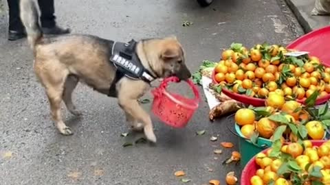 Dog goes to market