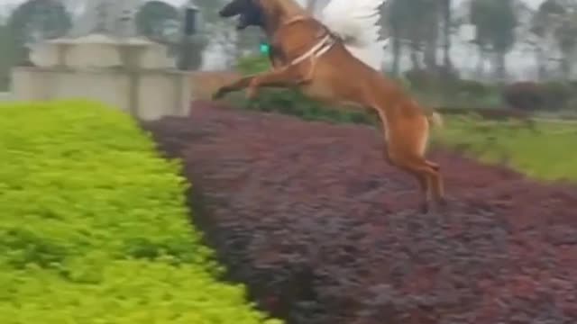 Name this | Animal video