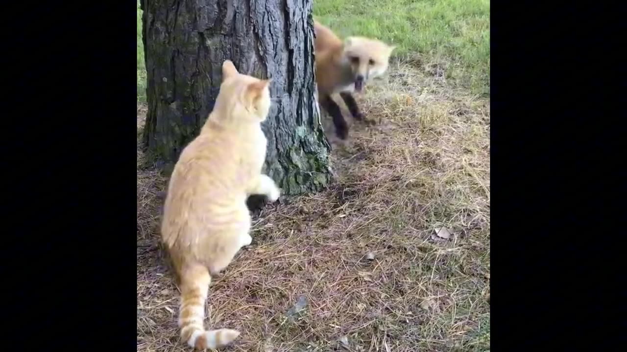 Funny Fox against cat,# fox 🦊 &cat,# funny fox and cat video.