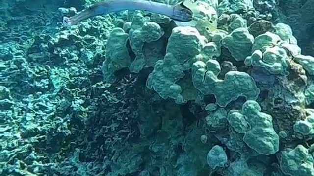 underwater#reef#whatisit