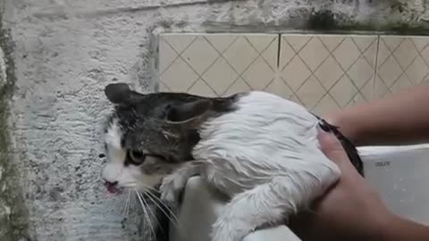 Cat saying bath is BAD.