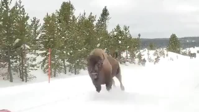 Check this american bison, charging in Yellowstone National Park