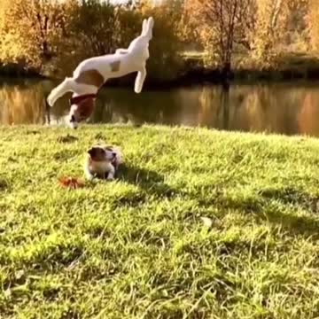 Activity back jamping dog 💘