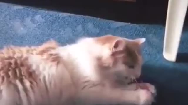 Vicious cat
