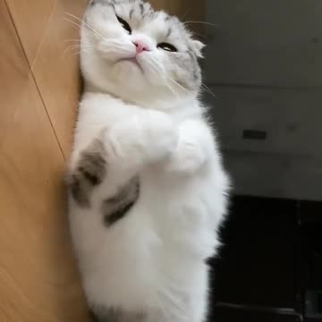 OMG So Cute Cat Video ❤ #cat #shorts