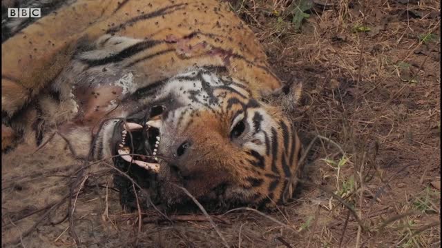 Tiger Grieves Her Dead Mate | BBC Earth