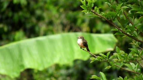 Breathtaking Colorful Birds of the Rainforest2 clips.ayDLZk