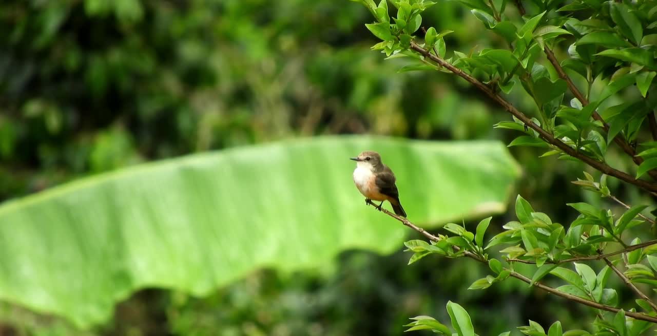 Breathtaking Colorful Birds of the Rainforest2 clips.ayDLZk