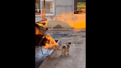 Try Not To Laugh Cats And Dogs Videos 😁 - Best Funniest Animals Video 2024