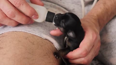 how to feed puppy