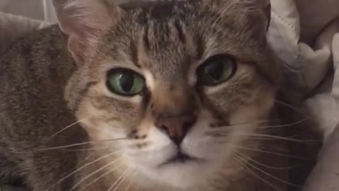 Funny Cats and Dogs Videos, Cute Dogs, Cute Cats Compilation