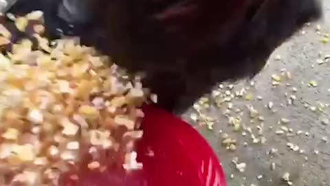 Chicken mad funny video 🤣🤣🤣